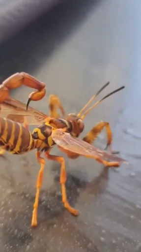An AI-generated clip of a suspicious insect that has the features of a scorpion, wasp and mantis at the same time.